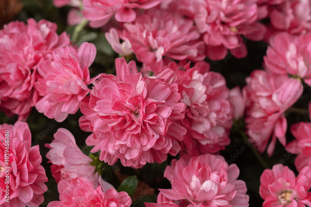 Vibrant pink chrysanthemums flowers blooming in a lush garden during springtime Vibrant pink chrysanthemums flowers blooming in a lush garden during springtime