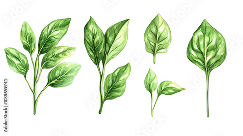 Various green leaves arranged in different orientations on a white isolated background. transparent background