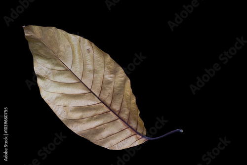 a dry leaf isolated on black background photo