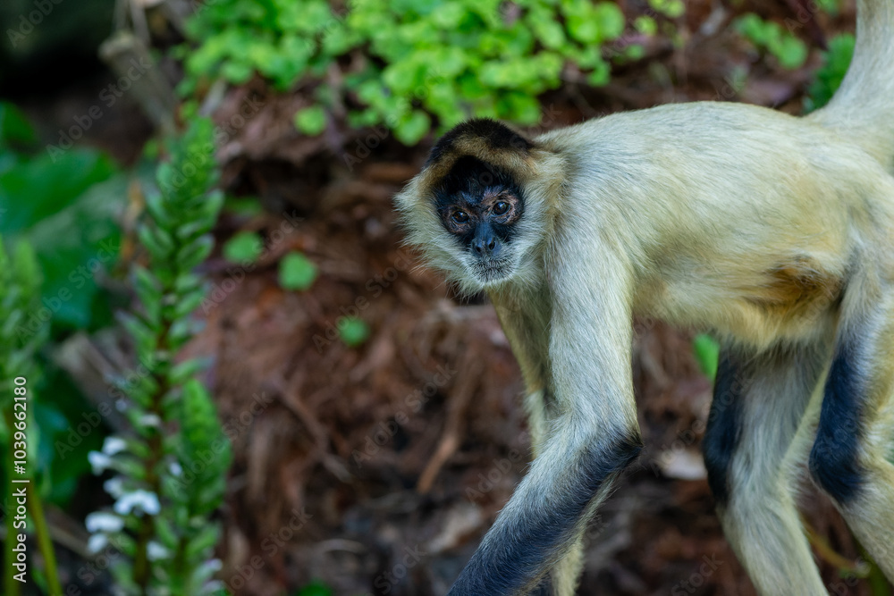 Spider monkey