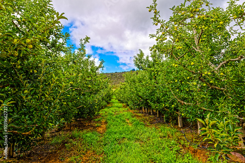 Large orchard of golden delicious apples on the cool Bo-Piketberg mountain plateau in the Western Cape, South Africa photo