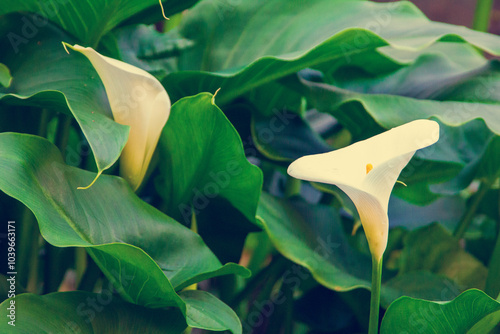 Retro style image of white Calla Lily flowers in the garden. Beautiful natural background. Toned image photo