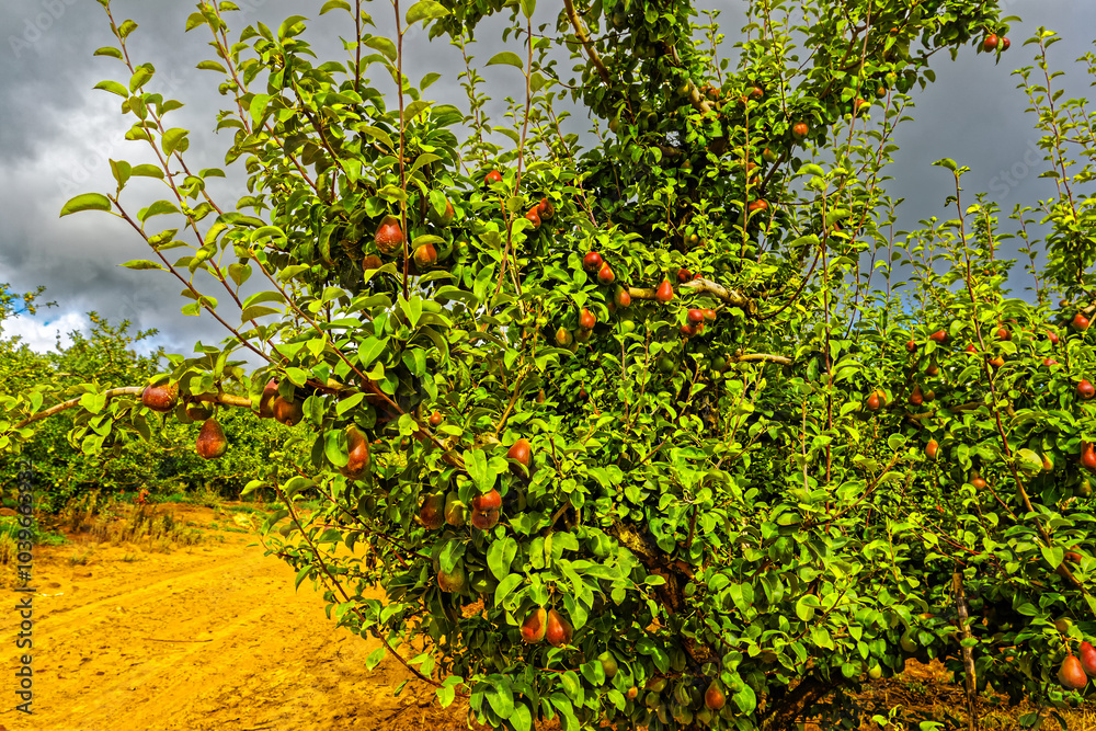 Ripe red D'Anjou pears growing fruit tree in orchard on the cool Bo-Piketberg mountain plateau in the Western Cape, South Africa Ripe red D'Anjou pears growing fruit tree in orchard on the cool Bo-Piketberg mountain plateau in the Western Cape, South Africa