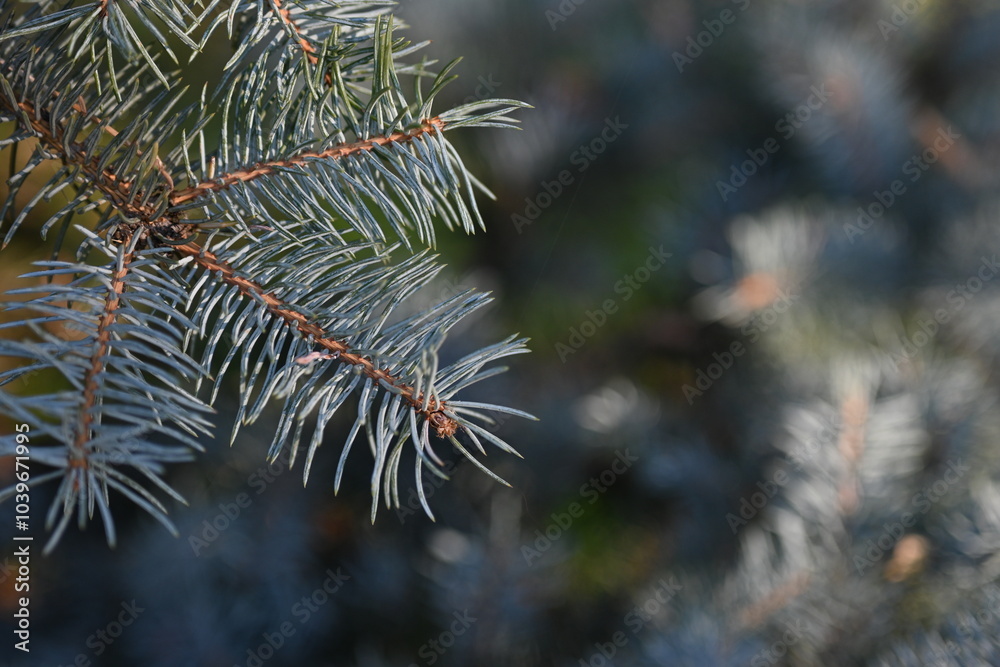 short needles of a coniferous tree close-up on a green background, texture of needles of a Christmas tree close-up, blue pine branches, texture of pine needles, green branches of a pine tree close-up short needles of a coniferous tree close-up on a green background, texture of needles of a Christmas tree close-up, blue pine branches, texture of pine needles, green branches of a pine tree close-up