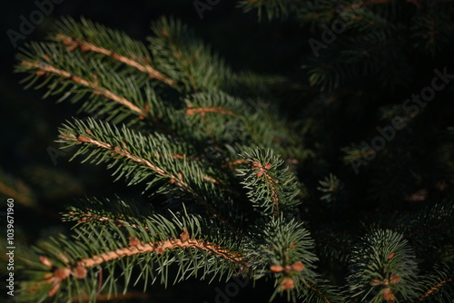 short needles of a coniferous tree close-up on a green background, texture of needles of a Christmas tree close-up, blue pine branches, texture of pine needles, green branches of a pine tree close-up