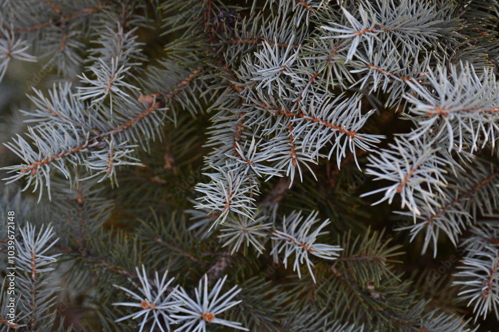 short needles of a coniferous tree close-up on a green background, texture of needles of a Christmas tree close-up, blue pine branches, texture of pine needles, green branches of a pine tree close-up short needles of a coniferous tree close-up on a green background, texture of needles of a Christmas tree close-up, blue pine branches, texture of pine needles, green branches of a pine tree close-up