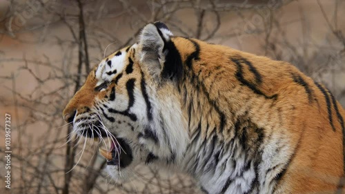 Siberian tiger (Panthera tigris altaica) angry aggressive behaviour