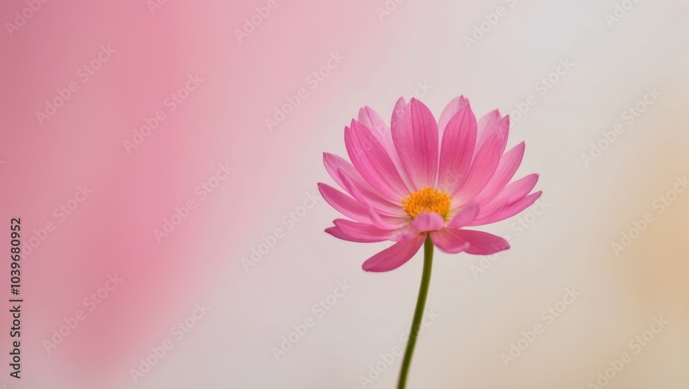 Vibrant Pink Flower on Soft Pink Background. Vibrant Pink Flower on Soft Pink Background.