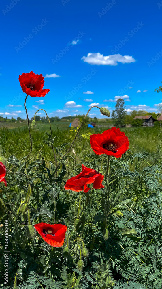 Fototapeta premium Vibrant red poppies under a clear blue sky in a rural landscape evoke the spirit of Memorial Day remembrance