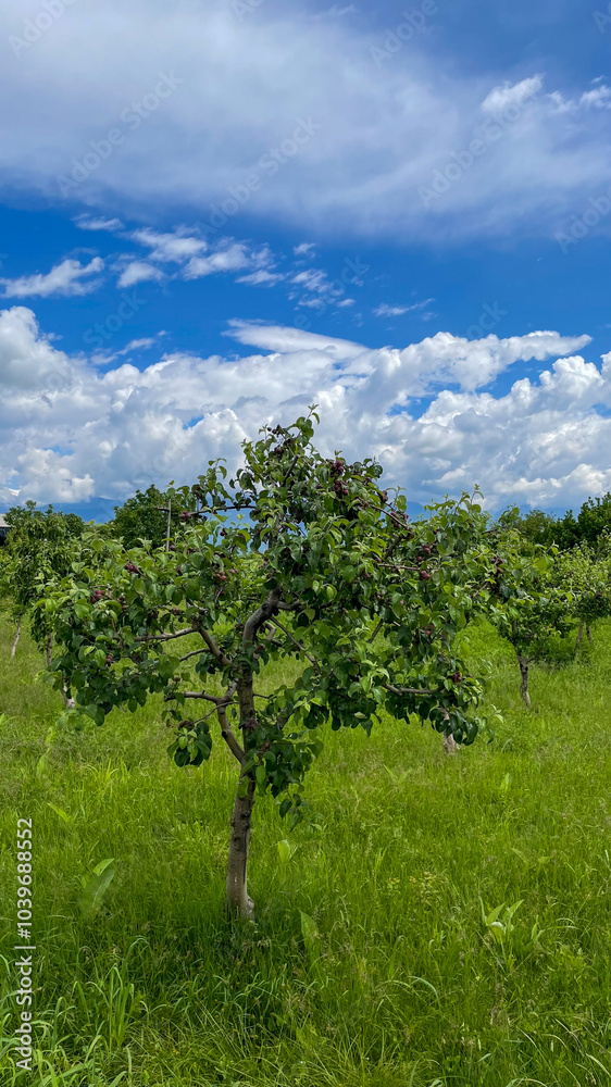 Fototapeta premium A lush apple orchard under a vibrant blue sky, symbolizing sustainable agriculture and the abundance of a fruitful harvest