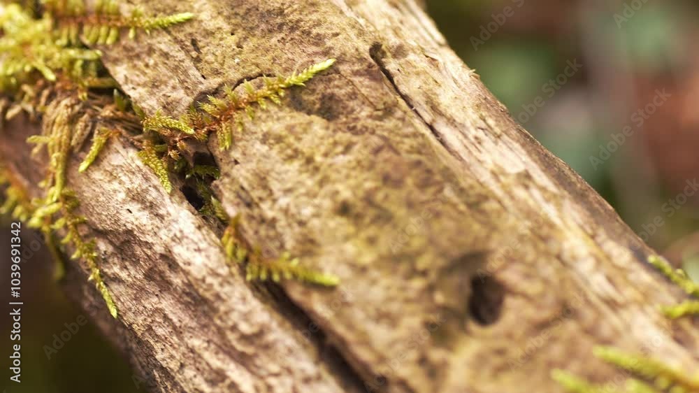 Close-up of vibrant green moss on a decaying log in a forest.