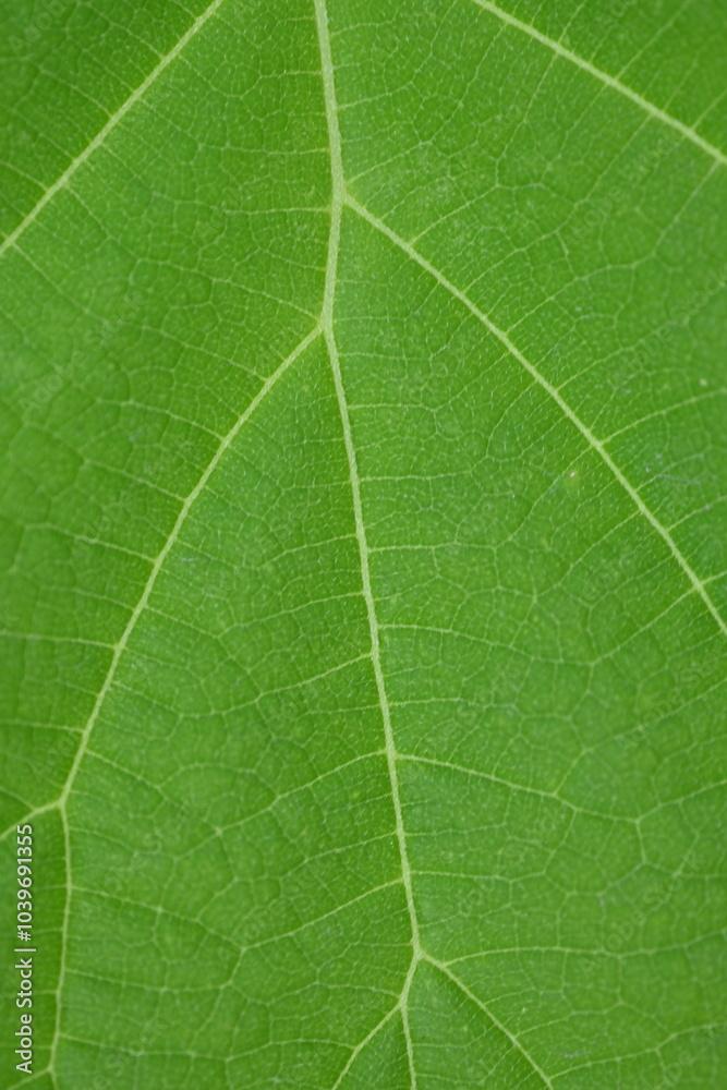 delicate green structure of the tree leaf, macro texture of the leaf vein delicate green structure of the tree leaf, macro texture of the leaf vein