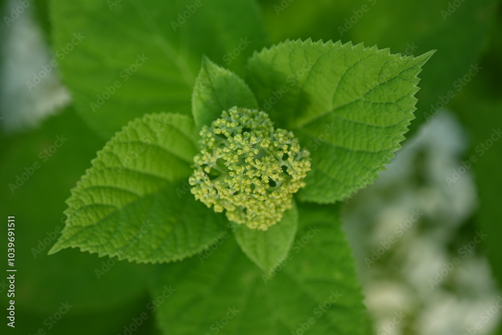 green hydrangea flower photos close up, hydrangea flower buds macro 