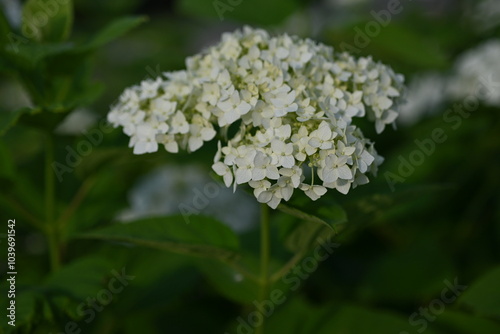 white hydrangea flowers close up, macro texture of hydrangea flowers, flowers for posters and photos, white hydrangea flowers, a bunch of hydrangea flowers close-up on a green background, floral textu