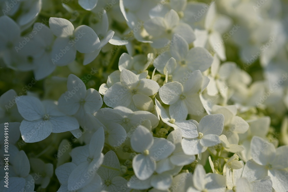 white hydrangea flowers close up, macro texture of hydrangea flowers, flowers for posters and photos, white hydrangea flowers, a bunch of hydrangea flowers close-up on a green background, floral textu white hydrangea flowers close up, macro texture of hydrangea flowers, flowers for posters and photos, white hydrangea flowers, a bunch of hydrangea flowers close-up on a green background, floral textu