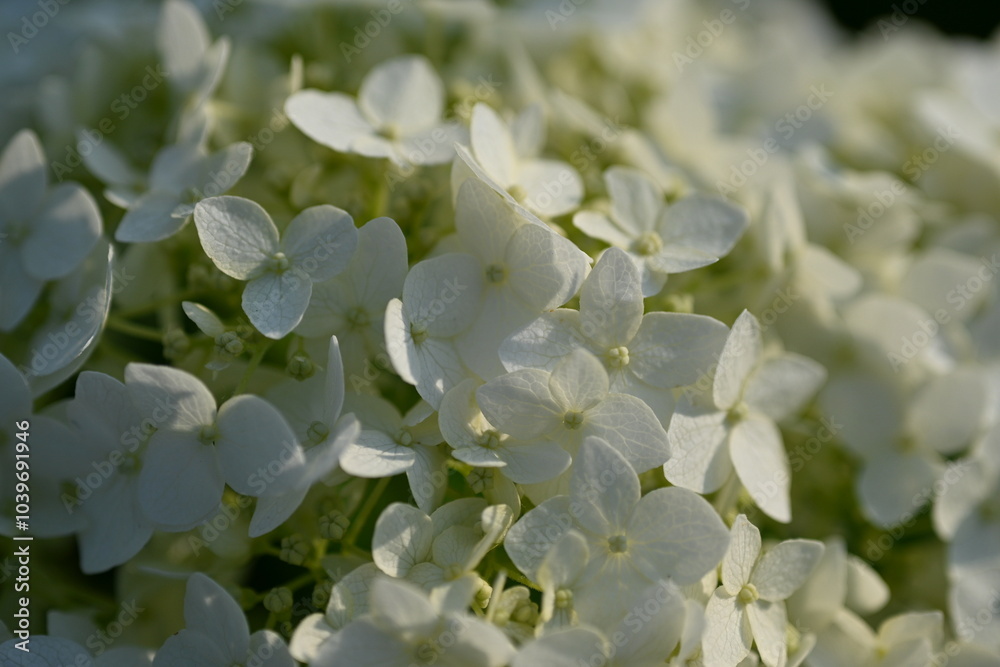 white hydrangea flowers close up, macro texture of hydrangea flowers, flowers for posters and photos, white hydrangea flowers, a bunch of hydrangea flowers close-up on a green background, floral textu white hydrangea flowers close up, macro texture of hydrangea flowers, flowers for posters and photos, white hydrangea flowers, a bunch of hydrangea flowers close-up on a green background, floral textu