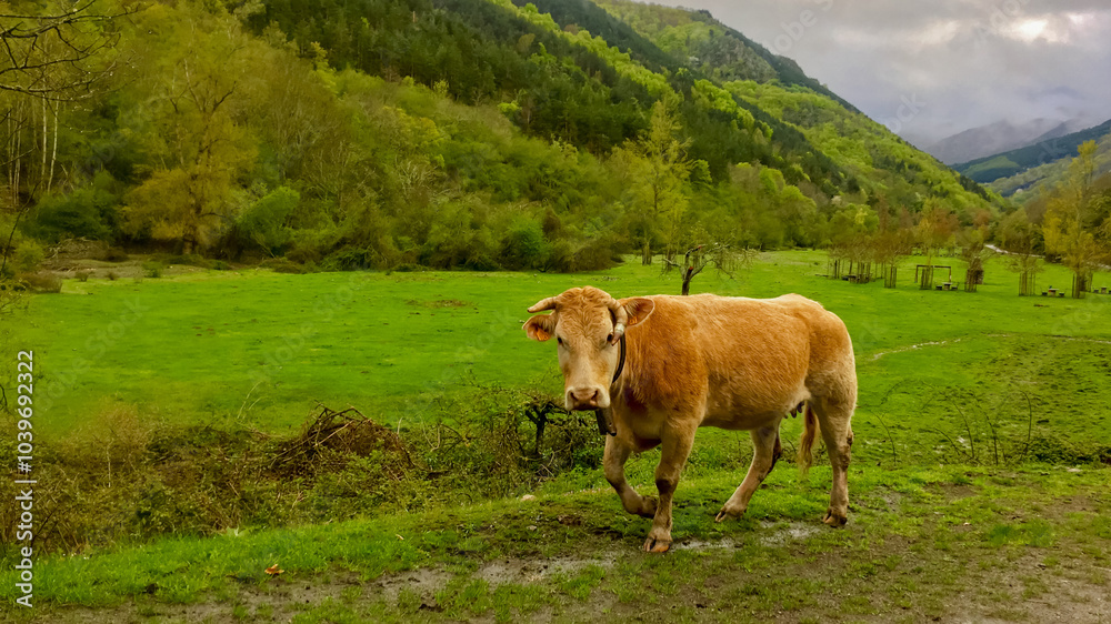 Fototapeta premium A brown cow grazes peacefully in a lush green valley, embodying rural tranquility and sustainable agriculture themes