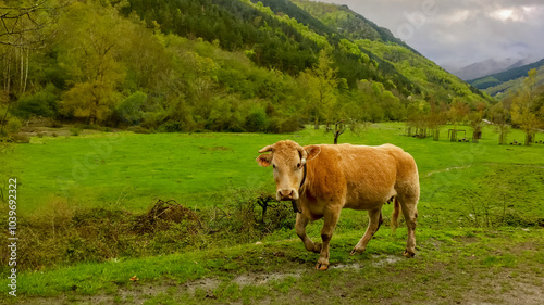 A brown cow grazes peacefully in a lush green valley, embodying rural tranquility and sustainable agriculture themes photo