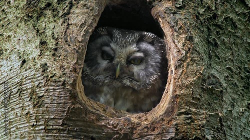 Boreal owl (Aegolius funereus) looking out of tree hole
