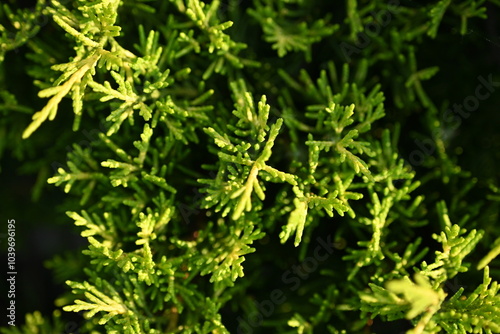 green branches of evergreen thuja close-up as a background