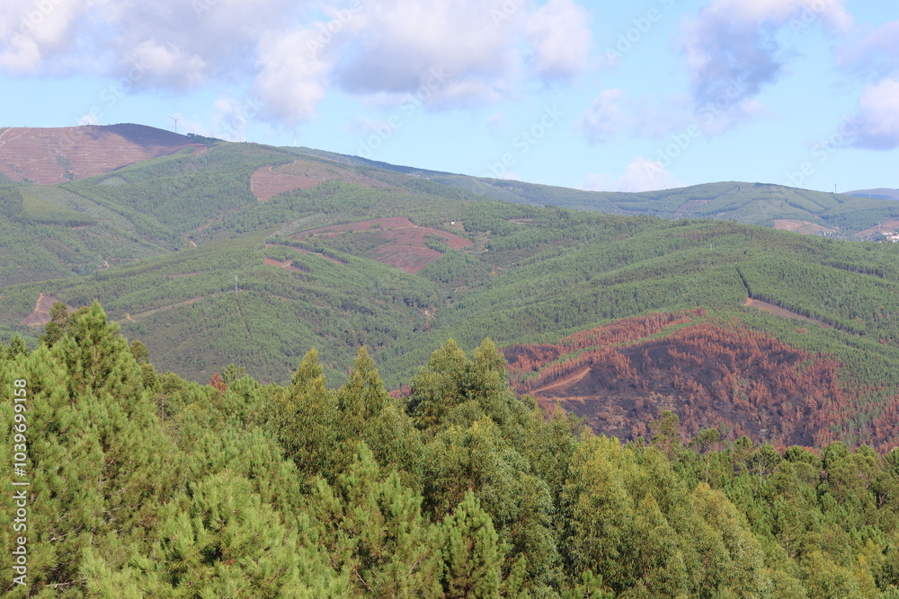 Obraz premium Waldbrandregion in Portugal