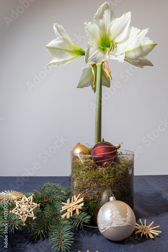 Blühender weißer Ritterstern (Amaryllis) in einem Glasgefäss gefüllt mit Moos auf dem Tisch mit blauen Tischdecke. Weihnachtsdekoration mit Strohsternen, Christbaumkugeln und Fichtenzweigen.