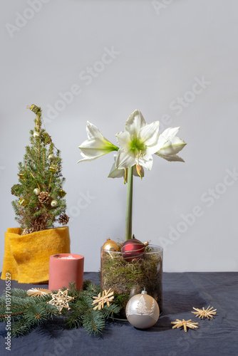 Blühender weißer Ritterstern (Amaryllis) in einem Glasgefäss gefüllt mit Moos auf dem Tisch neben einer dekorierten Zuckerfichte. Weihnachtsdekoration mit Strohsternen und Christbaumkugeln. 
