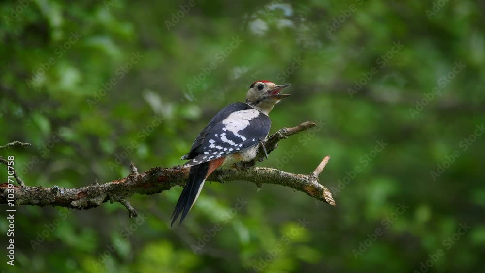 Great spotted woodpecker (Dendrocopos major) foraging on a twig