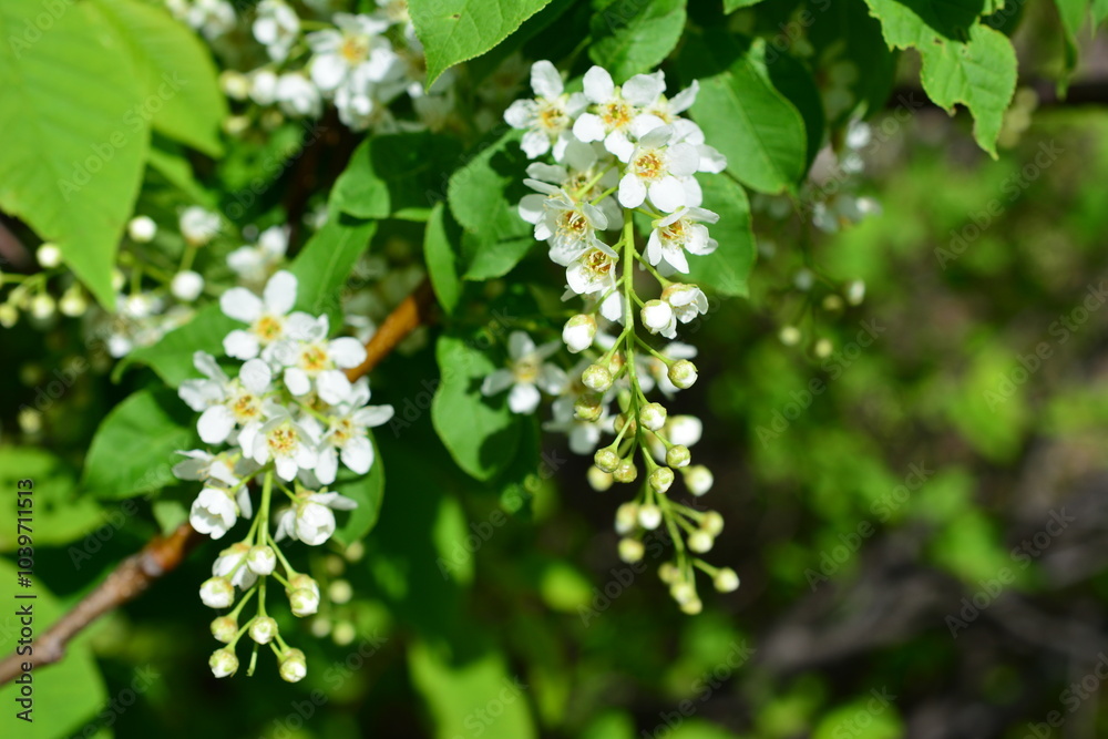 a close up of a cluster of white flowers of the bird cherry tree a close up of a cluster of white flowers of the bird cherry tree
