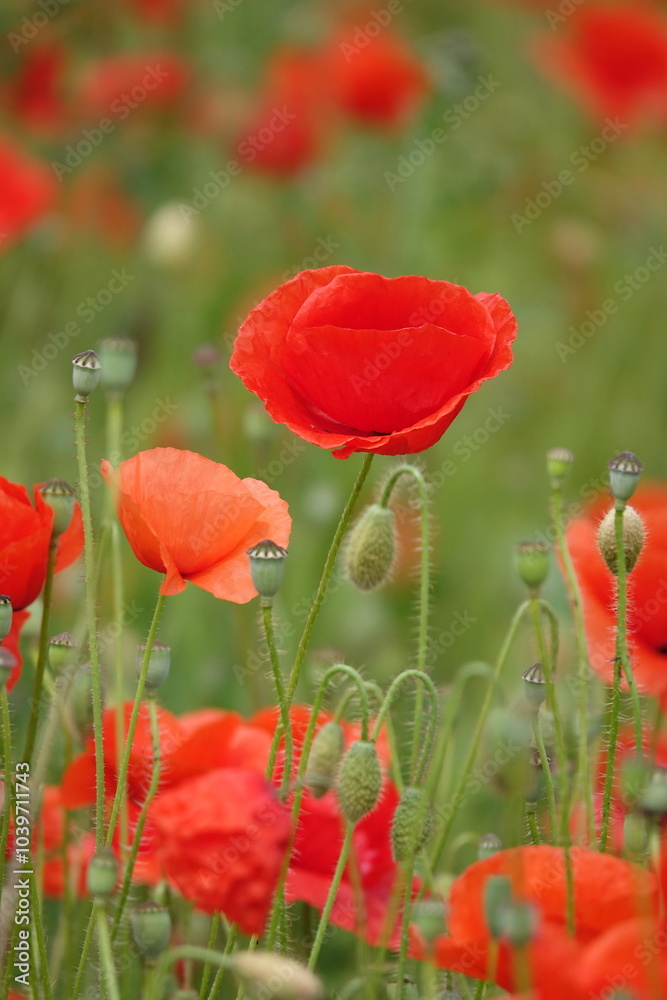 Obraz premium Klatschmohn