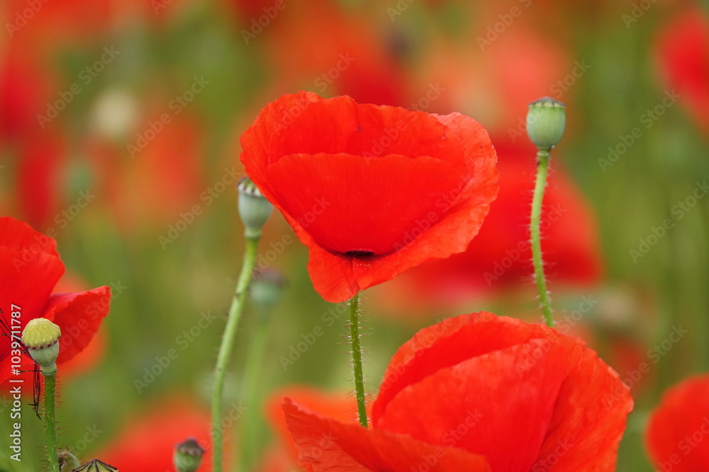 Obraz premium Klatschmohn