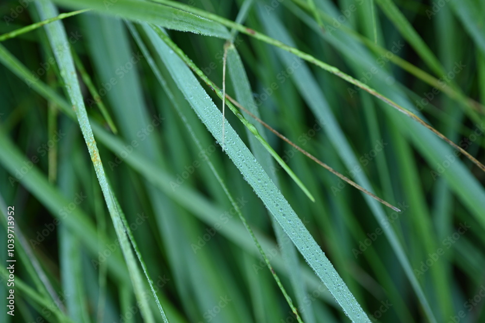 summer wet grass leaves, grass leaves after rain, lush green meadow close up summer wet grass leaves, grass leaves after rain, lush green meadow close up