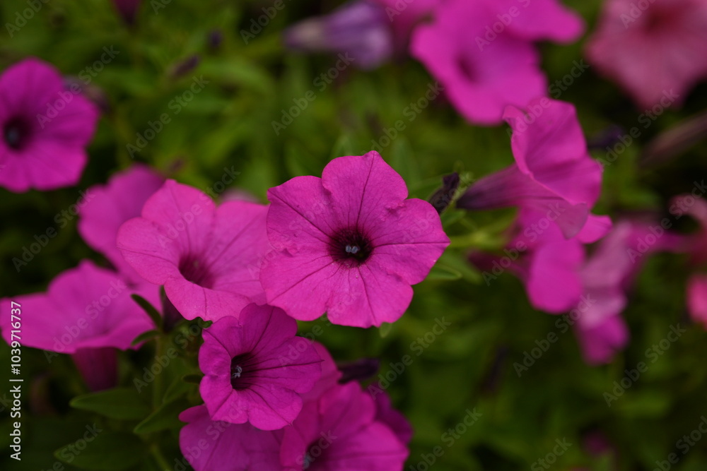 pink petunia flowers close-up as a background, macro soft pink background from flowers petunia pink petunia flowers close-up as a background, macro soft pink background from flowers petunia