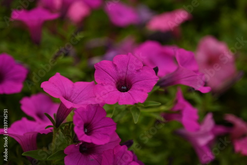 pink petunia flowers close-up as a background, macro soft pink background from flowers petunia