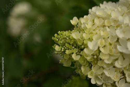 white hydrangea flowers, a bunch of hydrangea flowers close-up on a green background, floral texture, gradient, beautiful wedding, garden, plant, vegetable garden, Ukrainian shrub 