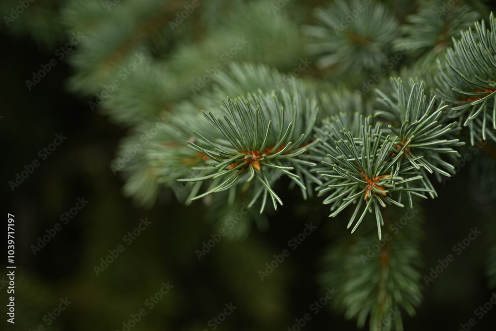 blue Christmas tree branches texture close up, macro green branch Christmas concept, macro blue Christmas branch tree evergreen close up blue Christmas tree branches texture close up, macro green branch Christmas concept, macro blue Christmas branch tree evergreen close up