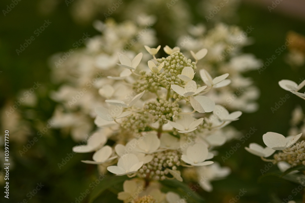 white hydrangea flowers close up, macro texture of hydrangea flowers, flowers for posters and photos, white hydrangea flowers, a bunch of hydrangea flowers close-up on a green background, floral textu white hydrangea flowers close up, macro texture of hydrangea flowers, flowers for posters and photos, white hydrangea flowers, a bunch of hydrangea flowers close-up on a green background, floral textu