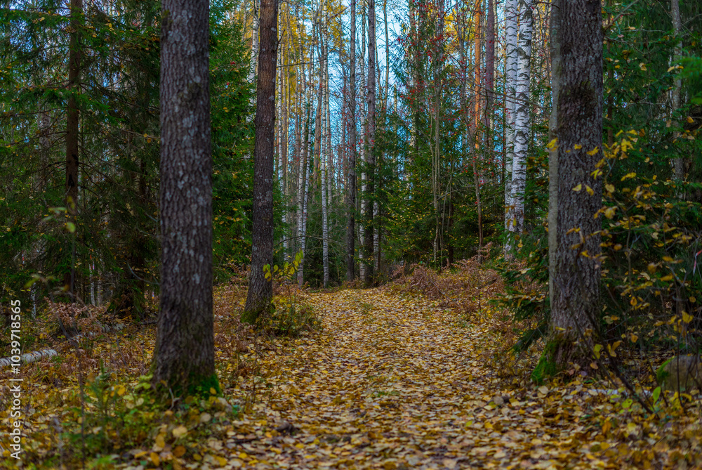 Fototapeta premium autumn in the forest