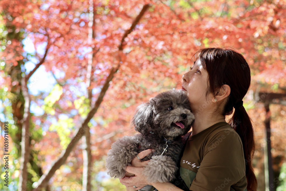 トイプードルと紅葉を楽しむ女性 美く色づいた紅葉 秋の風景 トイプードルと紅葉を楽しむ女性 美く色づいた紅葉 秋の風景