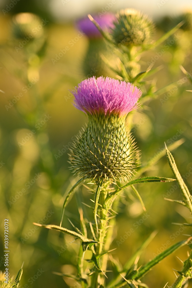 head of a milk thistle flower. pink thistle flower close up head of a milk thistle flower. pink thistle flower close up