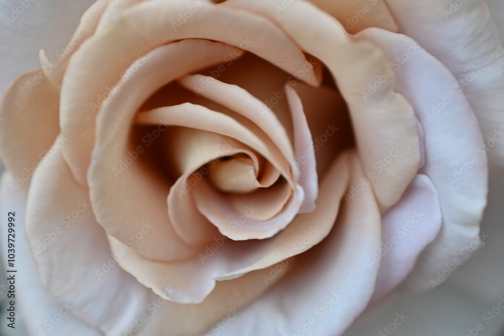 pastel roses large plnaom, white roses flower macro, texture delicate brown scarlet rose as background pastel roses large plnaom, white roses flower macro, texture delicate brown scarlet rose as background