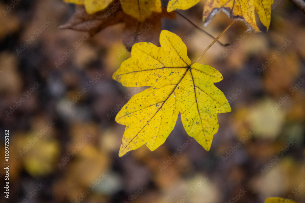Close-Up of a Vibrant Yellow Maple Leaf in Natural Light with a Soft, Blurred Background Capturing the Essence of Autumn Close-Up of a Vibrant Yellow Maple Leaf in Natural Light with a Soft, Blurred Background Capturing the Essence of Autumn