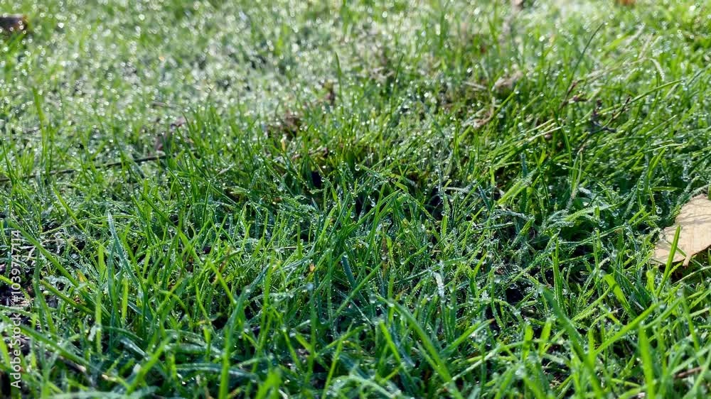 green grass with water drops in the wind green grass with water drops in the wind