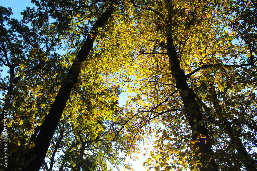 Naklejka premium autumn in the forest, a hole with yellow and green leaves in the forest