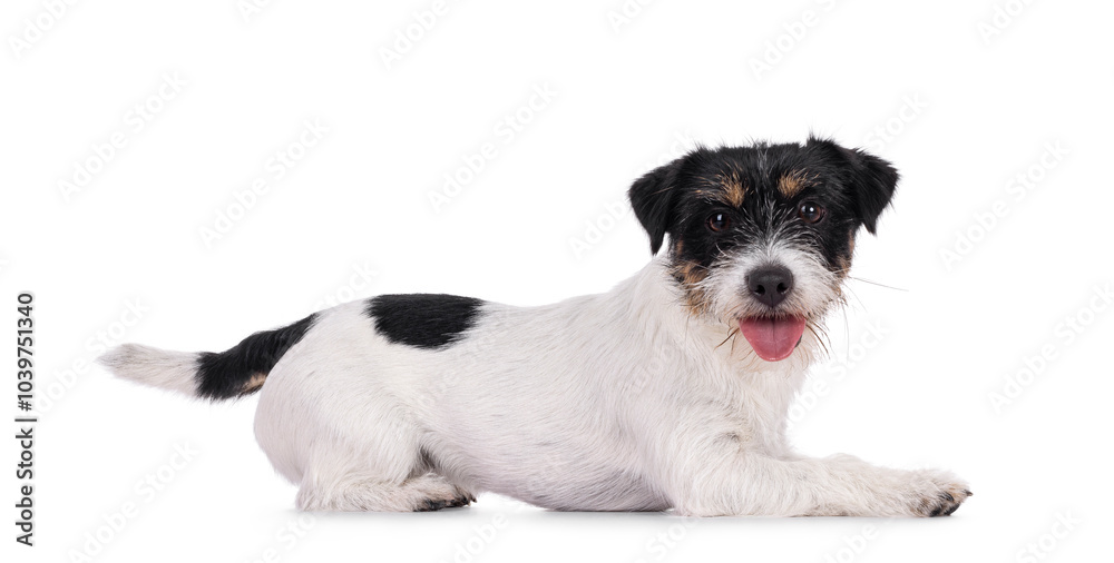 Obraz premium Cute young Jack Russel dog puppy, laying down side ways. Mouth open, tongue out and looking straight to camera. isolated on a white background.