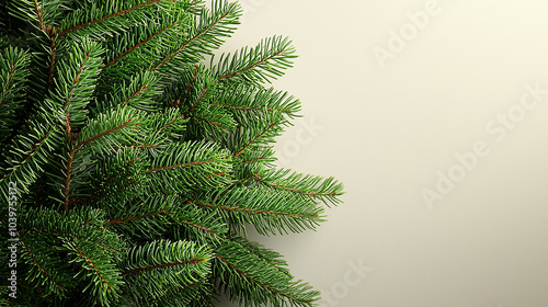 Fresh green fir, empty background for text