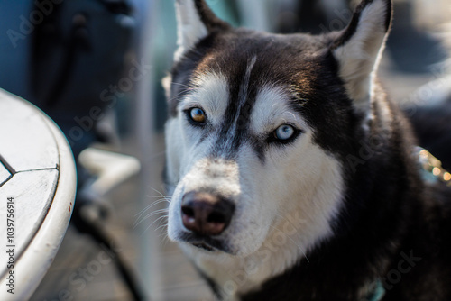 siberian husky dog / husky puppy photo