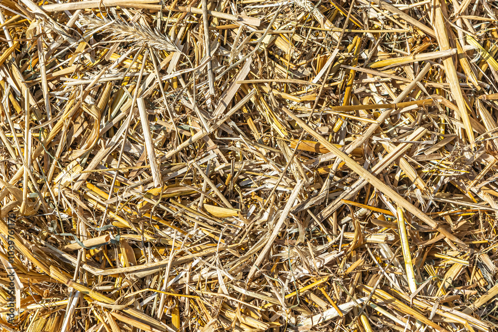 Straw - waste from wheat harvest lying on the field Close-up Straw - waste from wheat harvest lying on the field Close-up