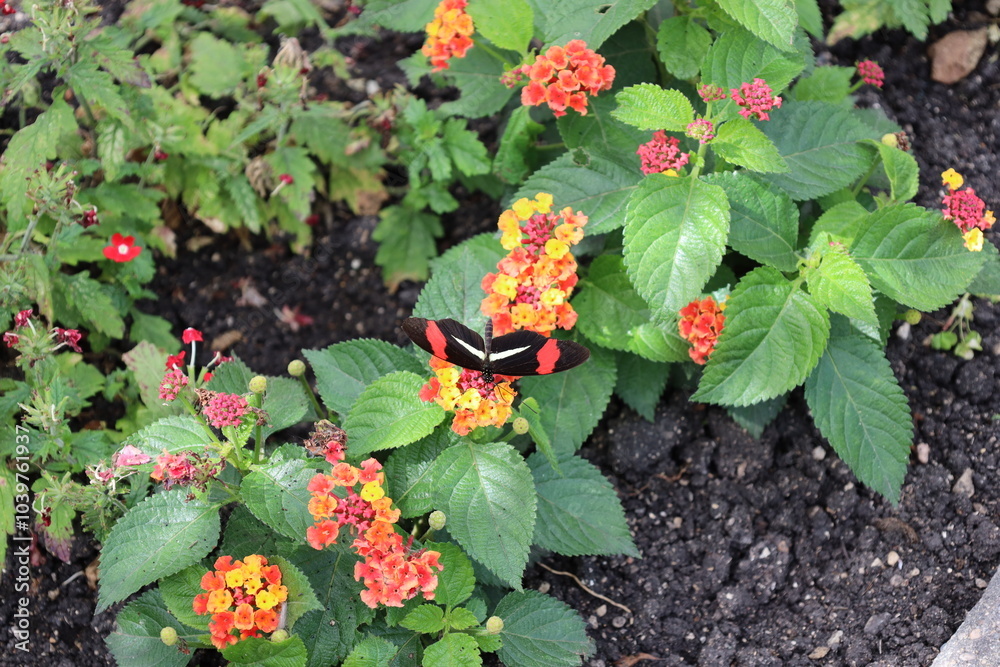 Naklejka premium black, red and white butterfly on red, orange and yellow flowers and medium green leaves