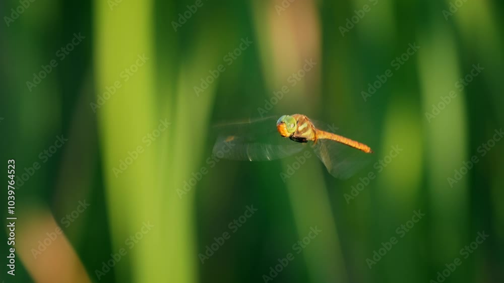 Green-eyed hawker (Aeshna isosceles) flying, red dragonfly in flight